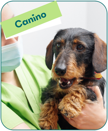 veterinaria en mejorada del campo plan de salud canino